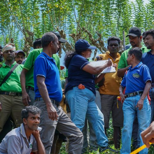 Promoting Sustainable Land Management in Tea Cultivation in Ratnapura